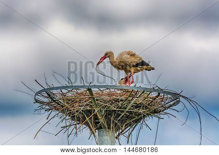 HDR processing. Artistic work of my own. Female and Male Stork in nest