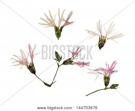 Pressed and dried flowers ragged robin or lychnis flos-cuculi. Isolated on white background. For use in scrapbooking floristry (oshibana) or herbarium.