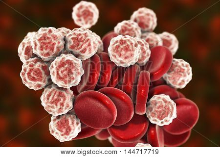 Blood cells: red blood cells erythrocytes and white blood cells leukocytes . 3D illustration