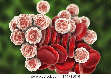 Blood cells: red blood cells erythrocytes and white blood cells leukocytes . 3D illustration