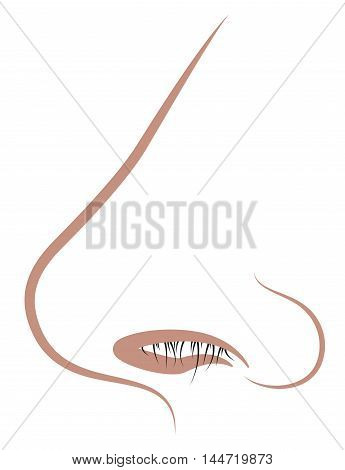 Human nose with nasal hair - illustration on white background.