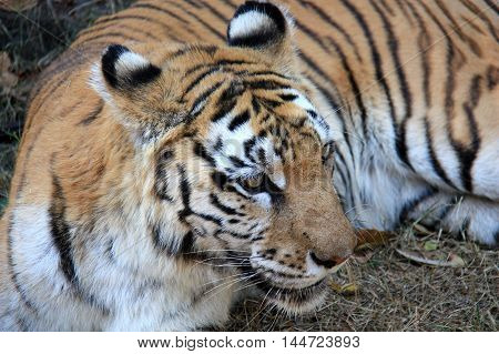 Tiger Lying On The Ground And Looks To The Left Side