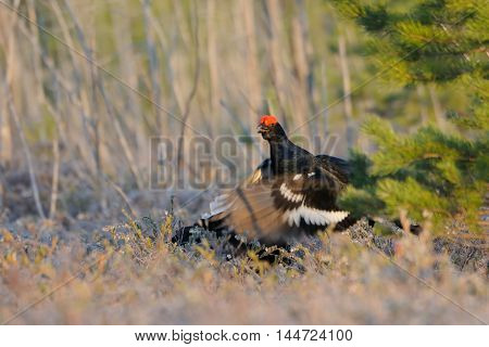 Jumping male Black Grouse (Tetrao tetrix) at swamp courting place early in the morning. National park Plesheevo Lake Yaroslavl region Russia