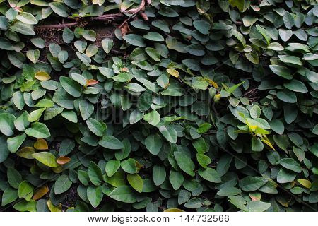 green climbing Fig on the wall background