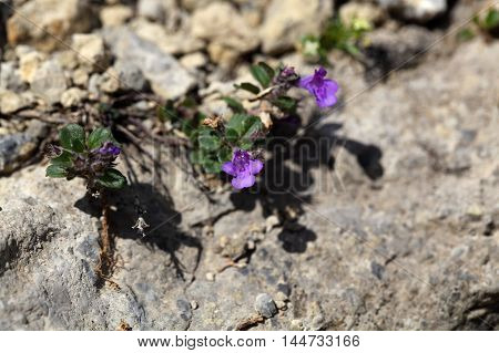 Flowers of a Rock thyme (Acinos alpinus) in the Alps.