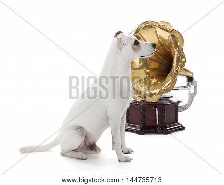Jack Russell Terrier sitting next to gramophone