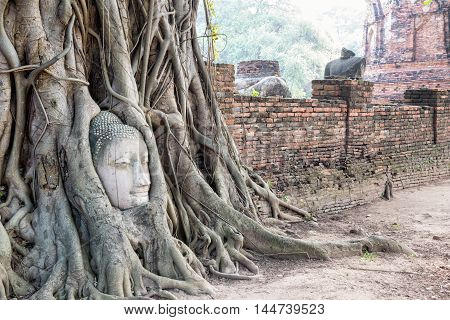 Head parts ruins of ancient buddha statue were covered up the roots of a banyan tree on the old wall at Wat Phra Mahathat temple in Phra Nakhon Si Ayutthaya Historical Park Thailand