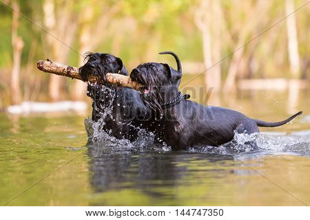 Two Black Colored Standard Schnauzer In Water