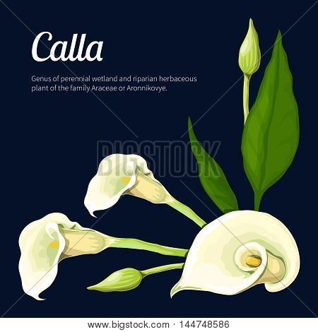 Vector illustration of a flower, made in a realistic style.