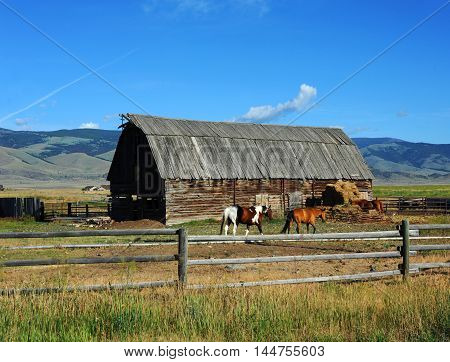 Rustic wooden barnsits inside a wooden padock. Horses head to barn for daily alotment of hay. Blue Montana sky frames agricultural scene.