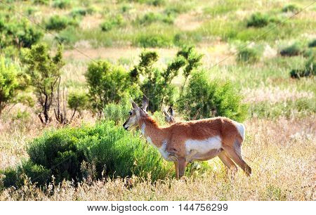 Antelope feeds among the scrubby vegetation on a mountain in Yellowstone National Park.