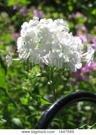 Красивый белый Флокс в солнечном свете