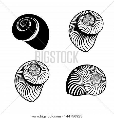 Seashell collection. Sea shell set ingraved  illustration solated on white background.