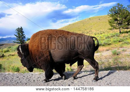 Buffalo walks besides road in Yellowstone National Park. Full lenth image shows silhouette of bison.