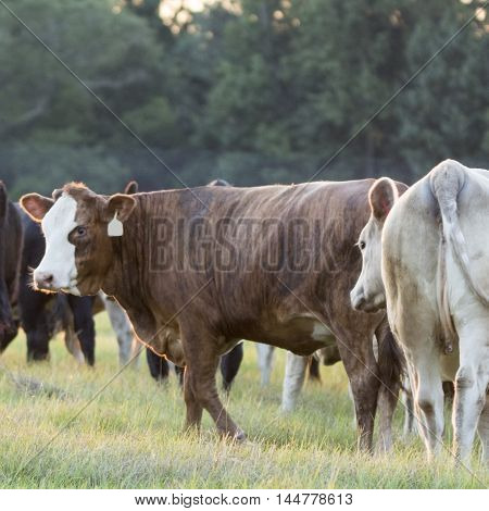 Crossbred heifer with white face backlit by the setting sun - square format