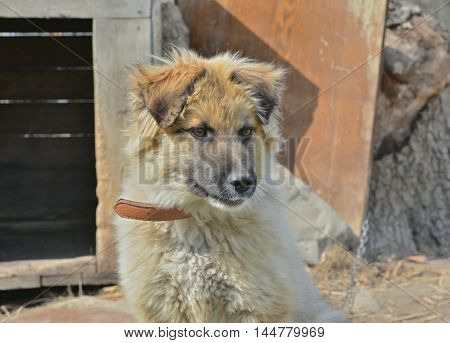 A close up of the young yellow dog.