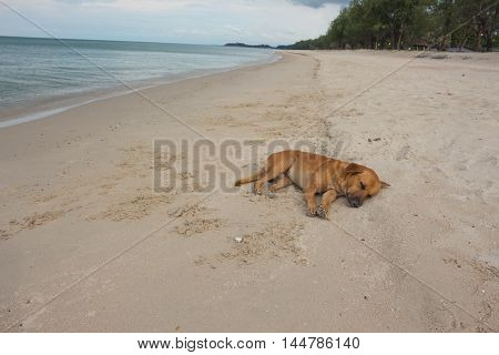 Dog Sleeping  on beach relaxing  the sand at the seaside in summer holiday