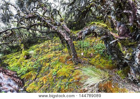 Polylepis trees at Ecological reserve Los Ilinizas