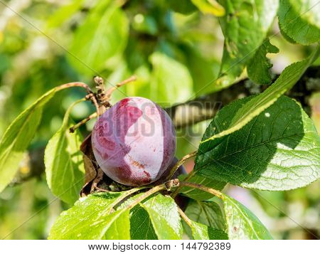 Plum Fruits On The Branch