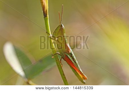 A Small Gold Grasshopper (Euthystira brachyptera) in a meadow.