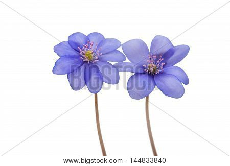 blue Hepatica nobilis on a white background