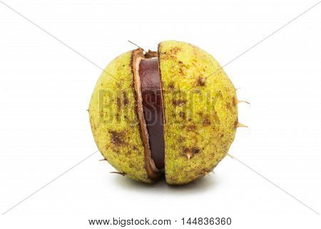 fruit chestnut  hippocastanum on a white background