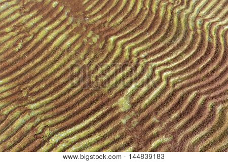 Furrows and ripples on wet sand texture horizontal view