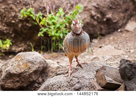 the Canarian red-legged partridge - a rotund bird with a light brown back grey breast and buff belly