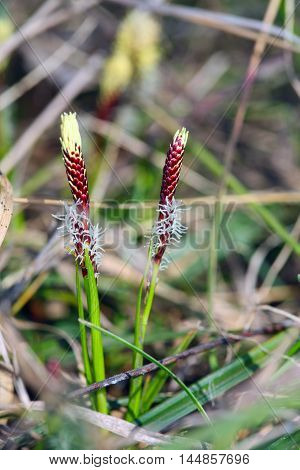 Young Shoots Of Reeds