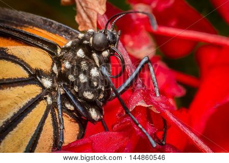 Close up monarch butterfly with pretty summer flowers