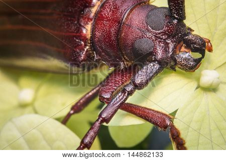 Close up macro brown long horned beetle on green leaf