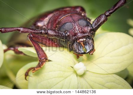 Close up macro brown long horned beetle on green leaf