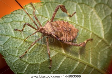 Close up macro helmeted squash bug on green leaf