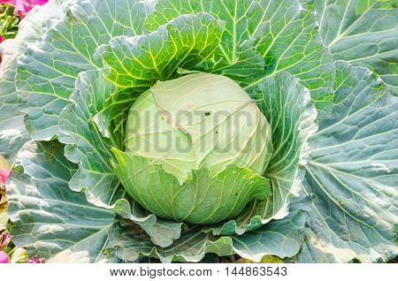 close-up of fresh green cabbage in the vegetable garden