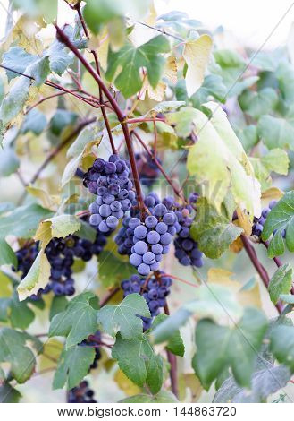 Grape vines at harvest time in Moldova