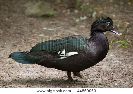 Muscovy duck (Cairina moschata). Wildlife bird. 