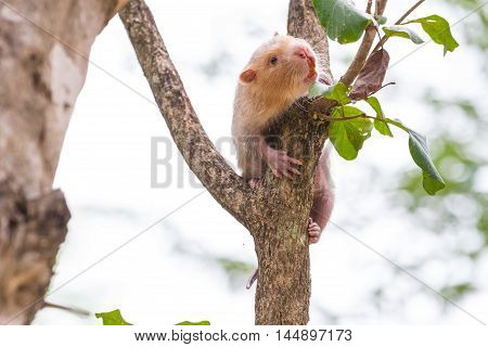 Lesser Bamboo Rat In Nature