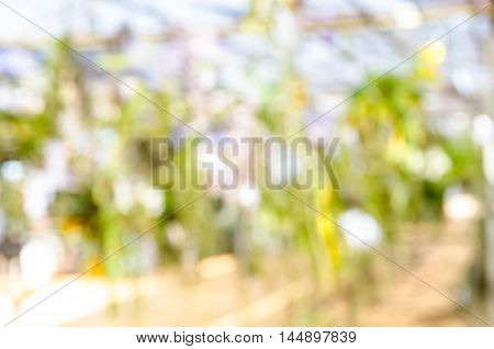 Fresh green background with abstract blurred foliage and bright summer sunlight