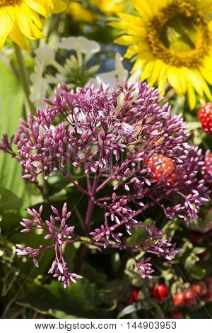 handmade beautiful bouquets from flowers and herbs