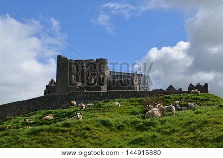 Sheep grazing on the hill at the Rock of Cashel in Ireland.