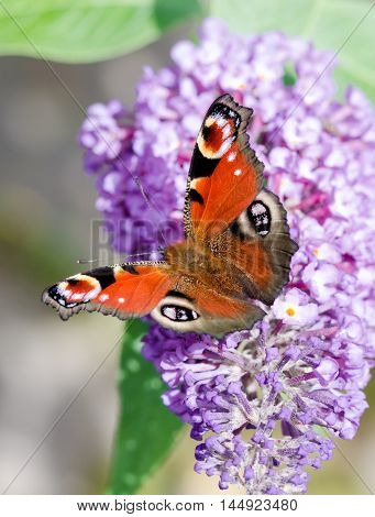 European Peacock butterfly (Aglais io) feeding on Buddleia flower (also known as Butterfly bush orange eye and summer lilac)