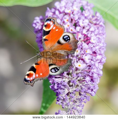 European Peacock butterfly (Aglais io) feeding on Buddleia flower (also known as Butterfly bush orange eye and summer lilac)