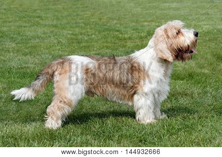 Typical Petit Basset Griffon Vendeen in the spring garden