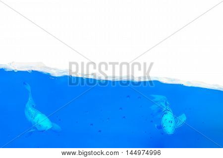 Two fish swim in a half-filled aquarium in blue water.