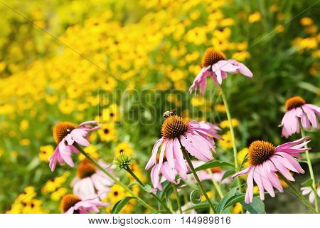 Bee in a Colorful Field of Flowers