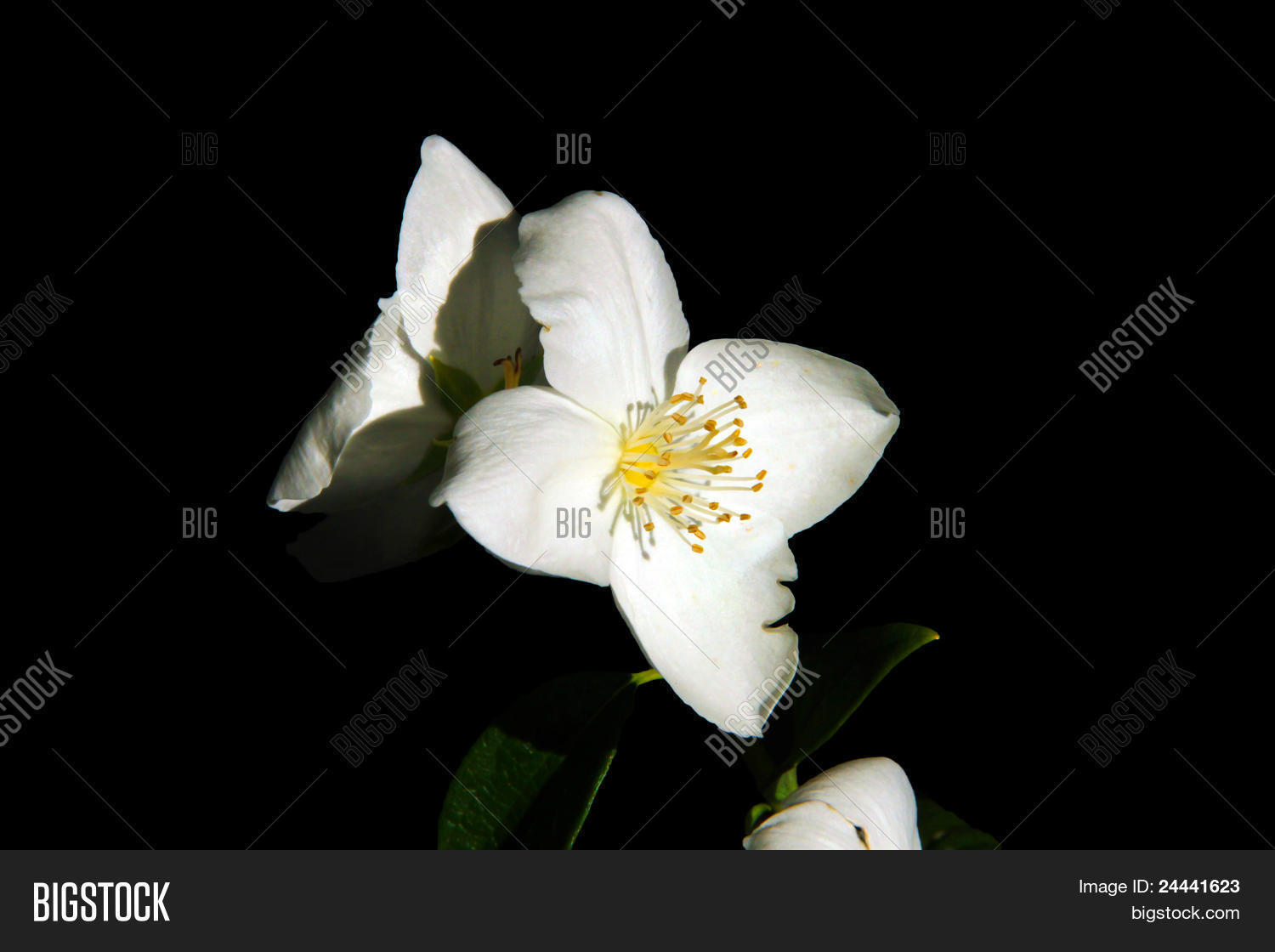 Image Preview