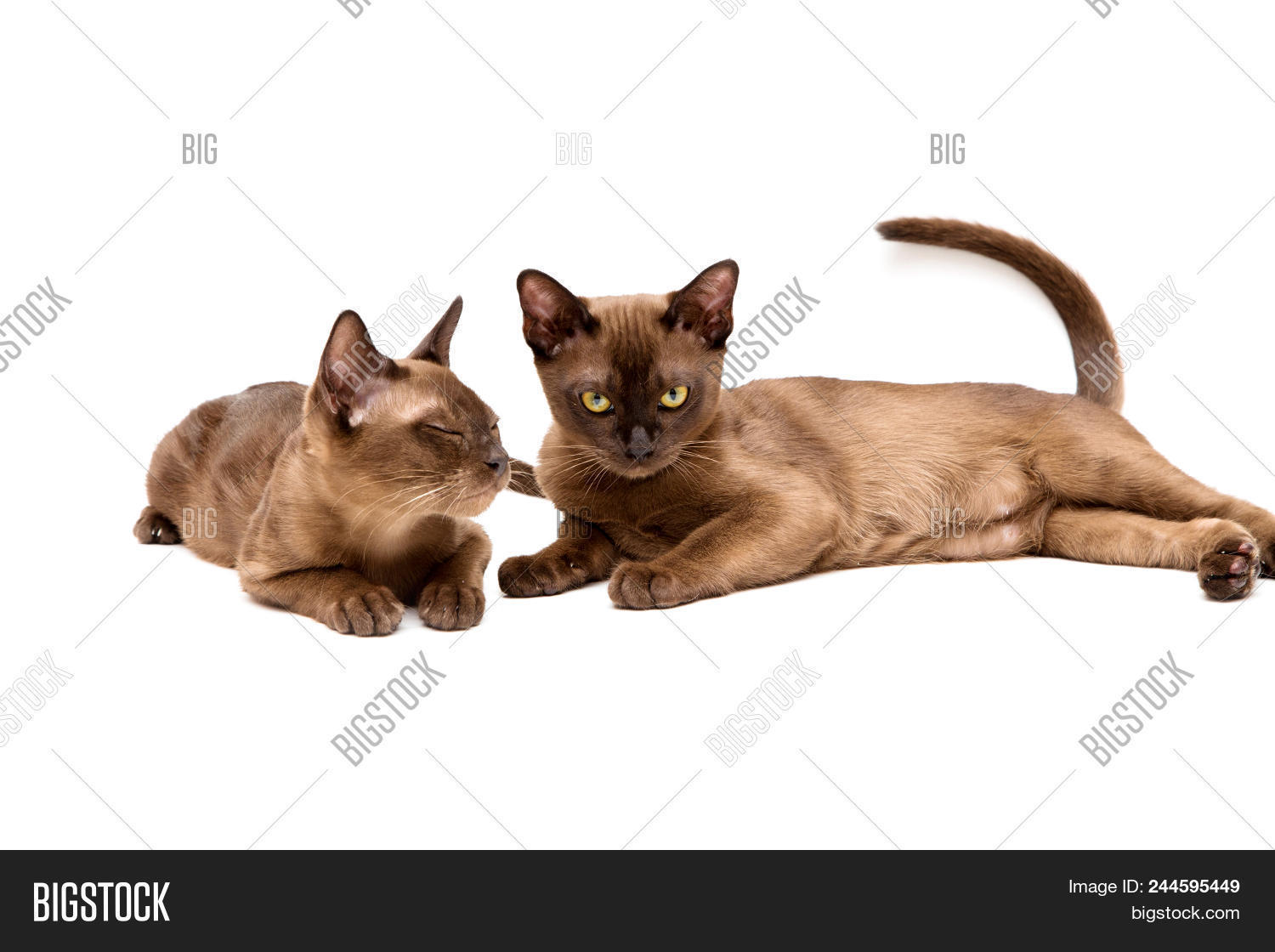 Brown Burmese Cat Image Photo Free Trial Bigstock