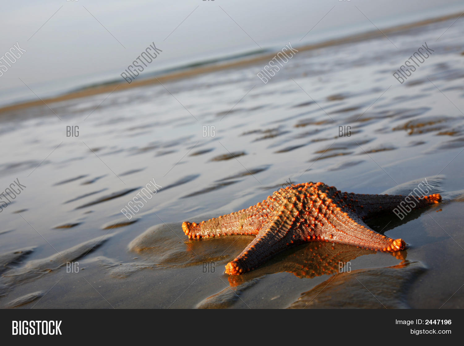 Image Preview