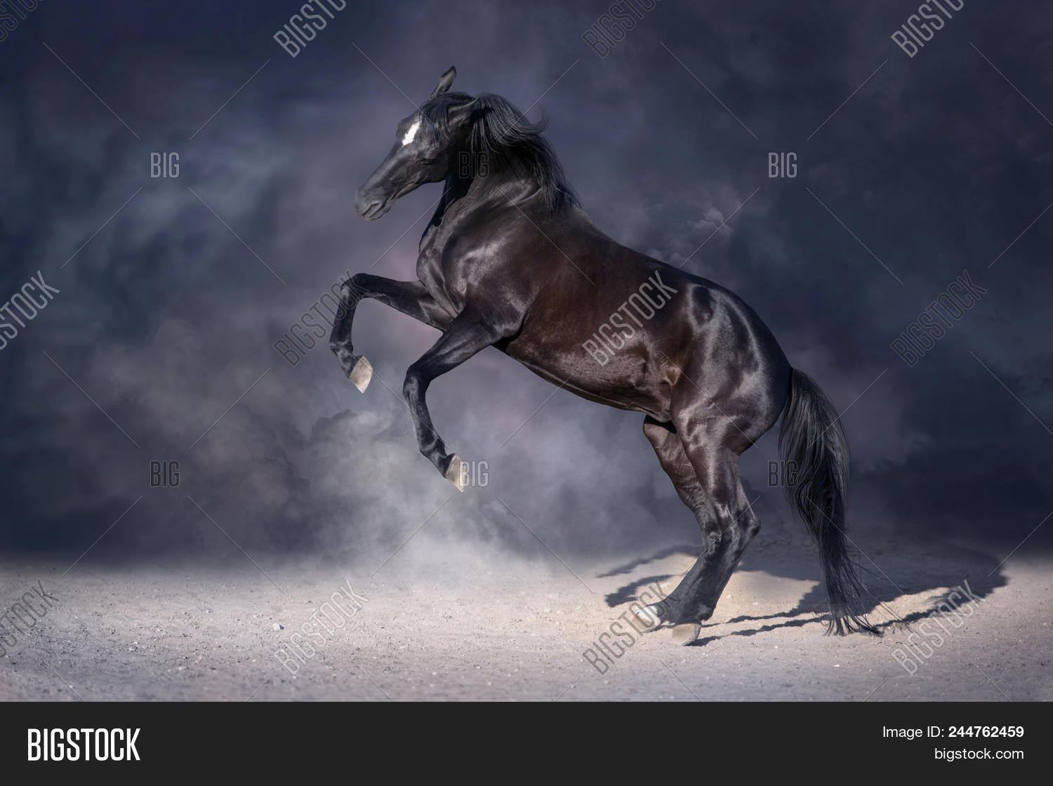 Black Stallion Rearing Image & Photo (Free Trial) | Bigstock