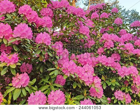 Blossoming rododendron in the countryside from the Netherlands in spring